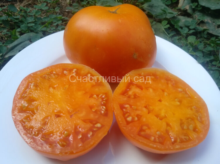 Big Orange Cool Ridge (Большой оранжевый хребет) Big Orange Cool Ridge (Большой оранжевый хребет)