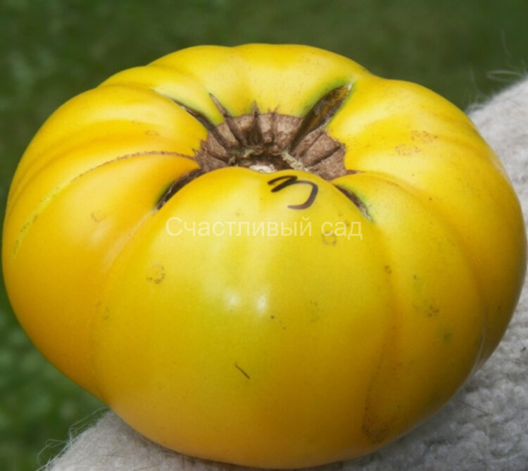 Dwarf Golden Gypsy (Гном Золотой цыган) Dwarf Golden Gypsy (Гном Золотой цыган)