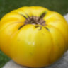 Dwarf Golden Gypsy (Гном Золотой цыган) Dwarf Golden Gypsy (Гном Золотой цыган)