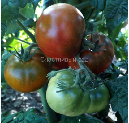 Pite Viper (Пит Вайпер) Pite Viper (Пит Вайпер)