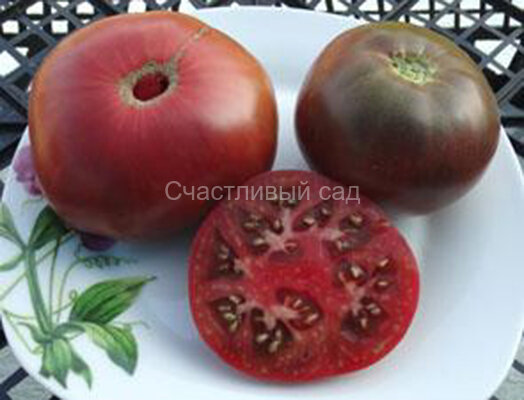 Negrillo de Almoguera (Негрилло де Альмогуера) Negrillo de Almoguera (Негрилло де Альмогуера)
