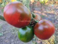 Kumato (Кумато)