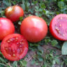 Dwarf Mary’s Cherry (Гном Вишня Мэри) Dwarf Mary’s Cherry (Гном Вишня Мэри)