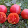 Dwarf Mary’s Cherry (Гном Вишня Мэри) Dwarf Mary’s Cherry (Гном Вишня Мэри)
