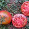 Dwarf Mary’s Cherry (Гном Вишня Мэри) Dwarf Mary’s Cherry (Гном Вишня Мэри)
