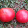 Dwarf Mary’s Cherry (Гном Вишня Мэри) Dwarf Mary’s Cherry (Гном Вишня Мэри)