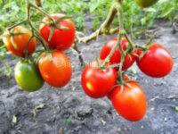 Santa Cruz Cada Gigante (Санта-Крус Када Гиганте)