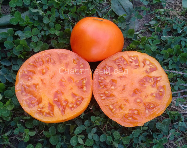 Brandywine Yellow (Брэндивайн желтый) Brandywine Yellow (Брэндивайн желтый)