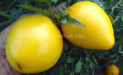Dwarf Golden Heart (Гном Золотое сердце) Dwarf Golden Heart (Гном Золотое сердце)