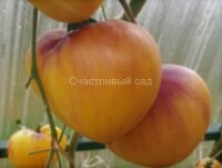 Sgt. Peppers Yellow (Сержант Пеппер жёлтый)